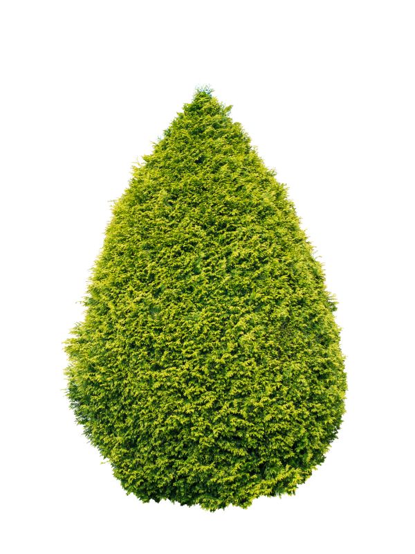 Arborvitae Pruning in Honolulu, HI