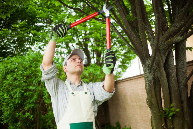 Branches Pruning in Reno, NV