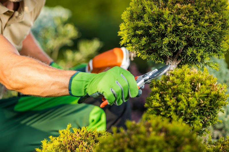 Bush Trimming Service in Rockwall, TX