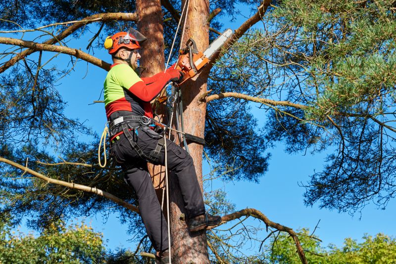 Canopy Pruning in San Jose, CA