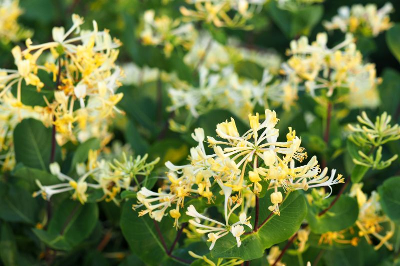 Honeysuckle Trimming in Aiken, SC