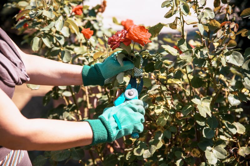 Knockout Roses Pruning in Honolulu, HI