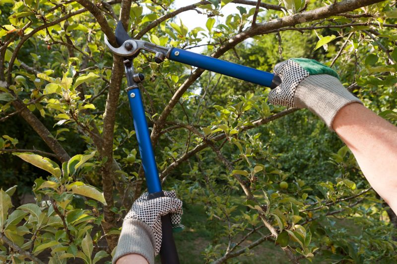 Limb Pruning in Allentown, PA