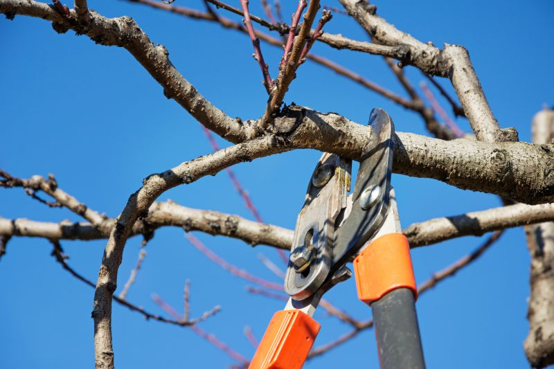 Magnolia Tree Pruning in San Jose, CA