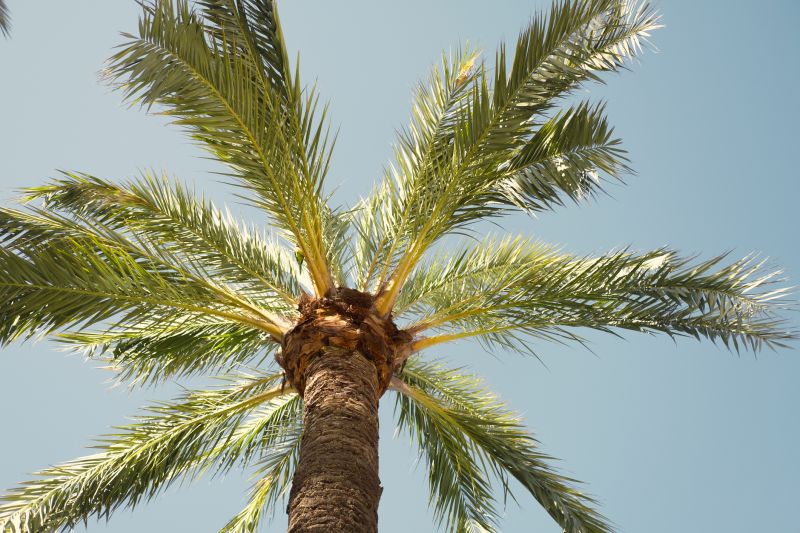 Palm Tree Trimming in San Jose, CA