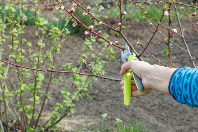 Peach Tree Pruning in San Jose, CA