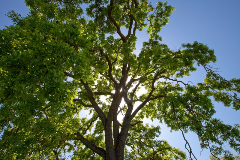 Tree Crown Shaping in Allentown, PA