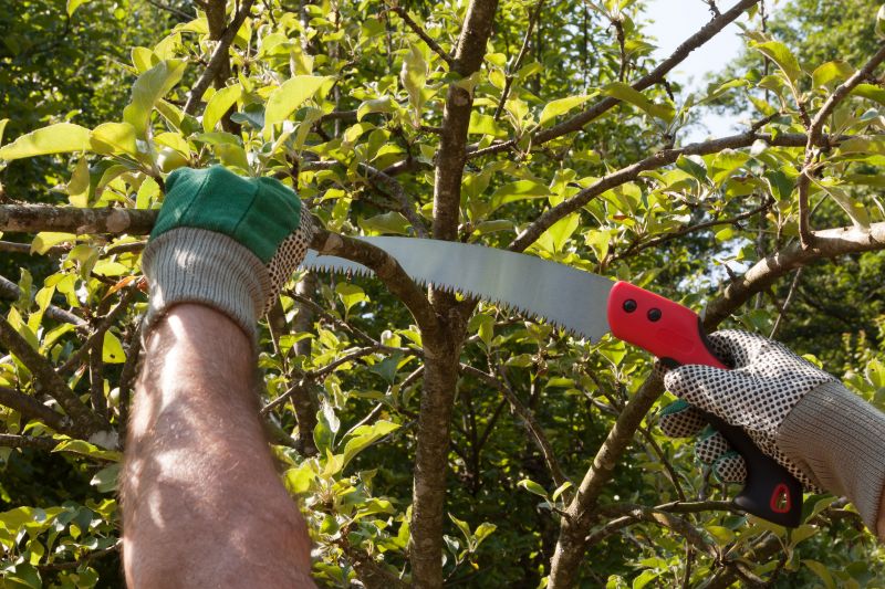 Beech Tree Pruning in San Jose, CA