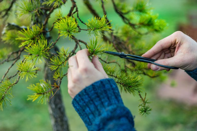 Beech Tree Pruning in Pottstown, PA