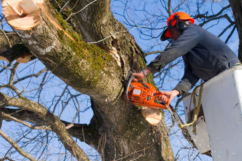 Birch Tree Removal in San Jose, CA