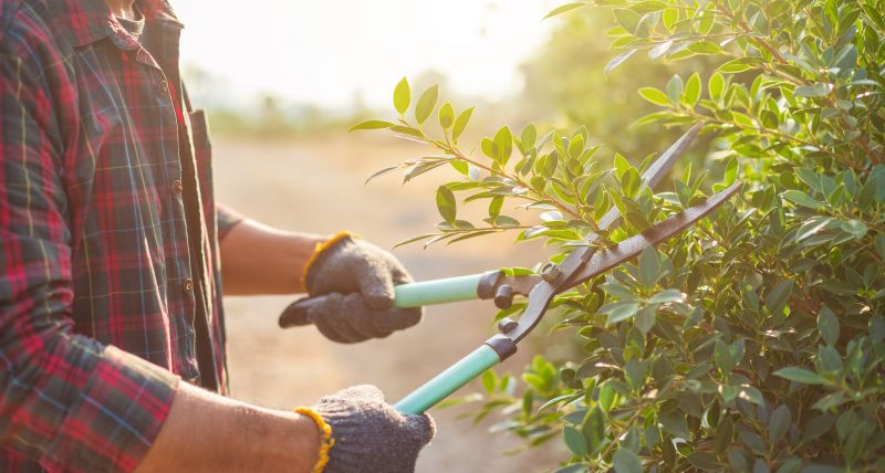 Tools for Bush Trimming