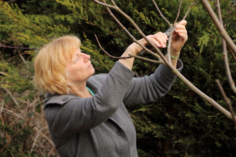 Cedar Tree Pruning in San Jose, CA