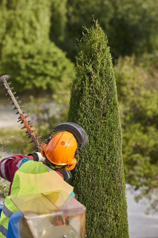Cedar Tree Trimming in San Jose, CA