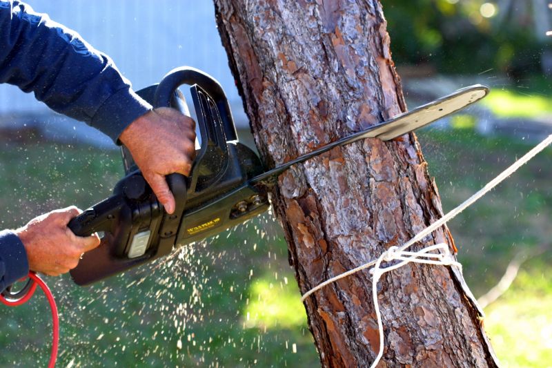 Cherry Tree Removal in Doylestown, PA