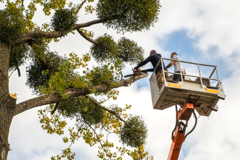 Commercial Tree Service in Reno, NV