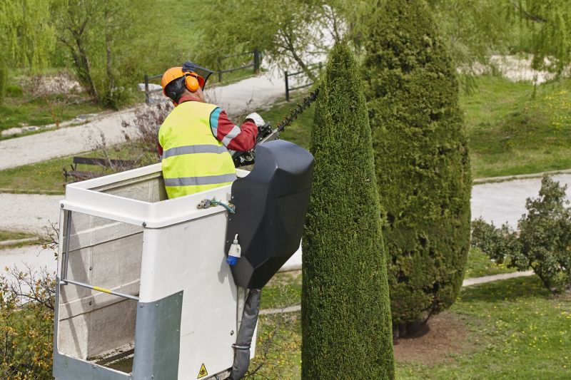 Cypress Tree Trimming in Pottstown, PA