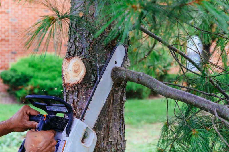 Dead Branch Removal in San Jose, CA