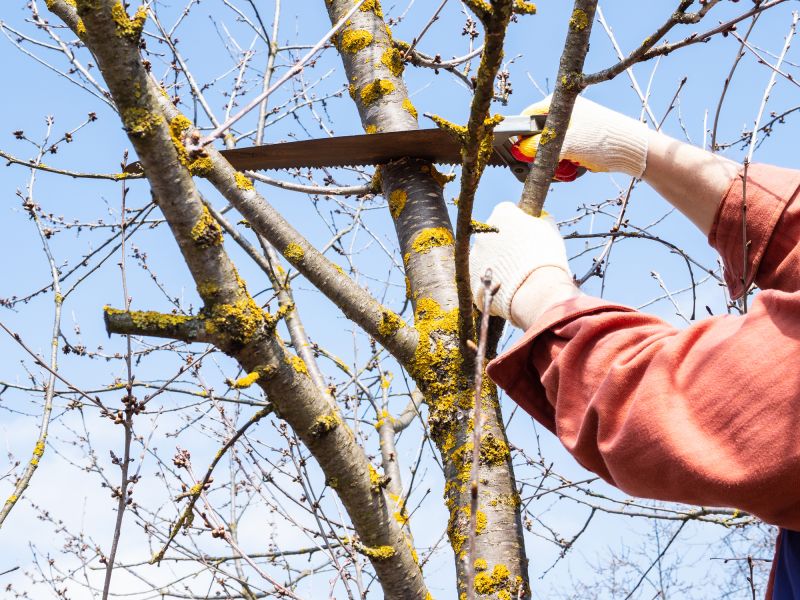 Dead Branch Removal in Doylestown, PA