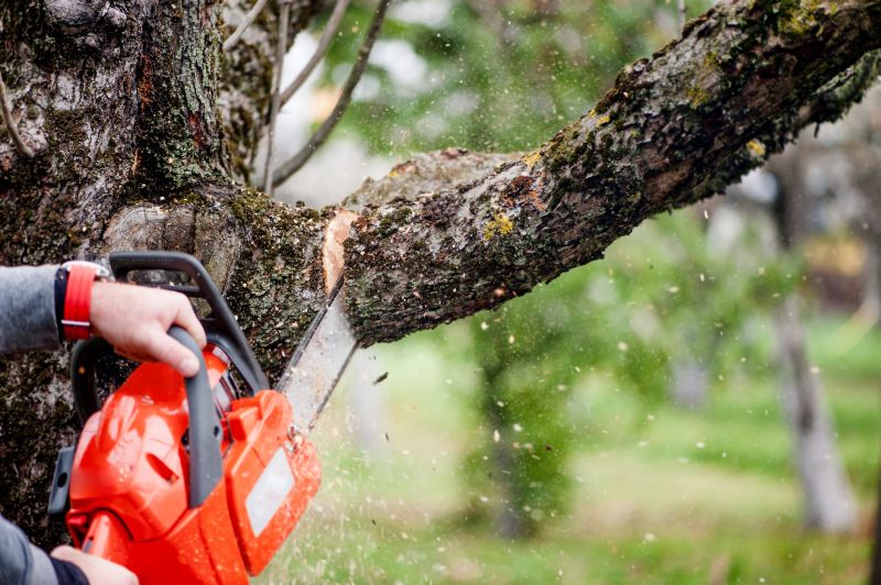 Deadwood Removal in San Jose, CA
