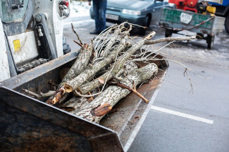 Deadwood Removal in Doylestown, PA