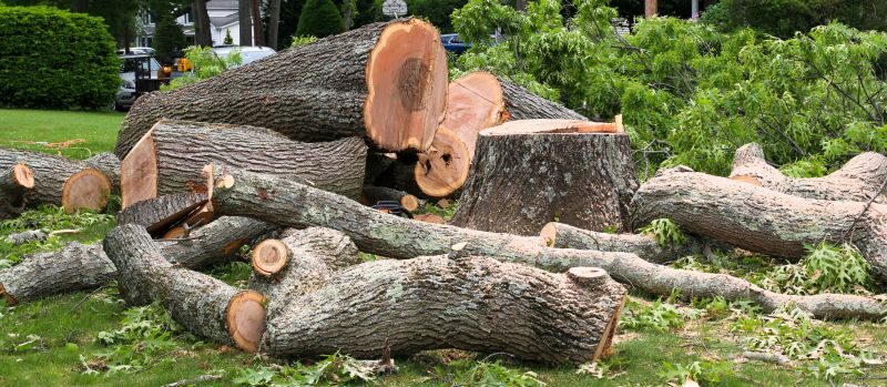 Elm Tree Removal in Doylestown, PA