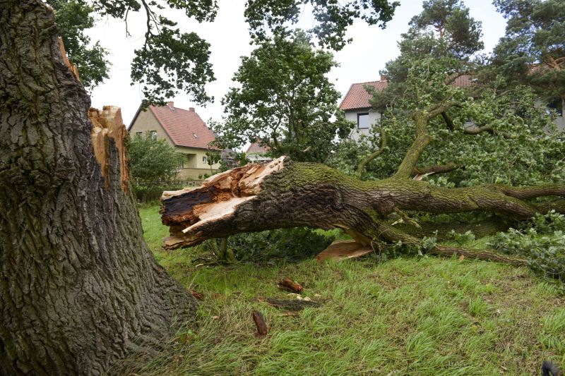 Fallen Tree Removal in Reno, NV