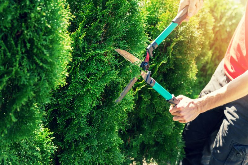 Hedge Removal Service in Aiken, SC