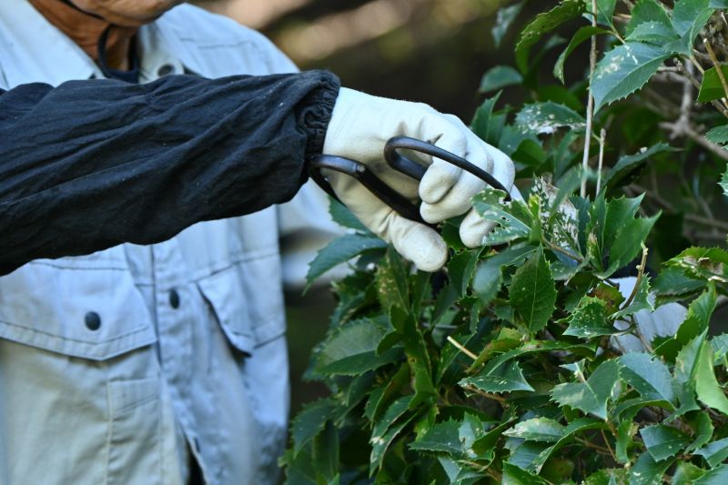 Juniper Pruning in Honolulu, HI