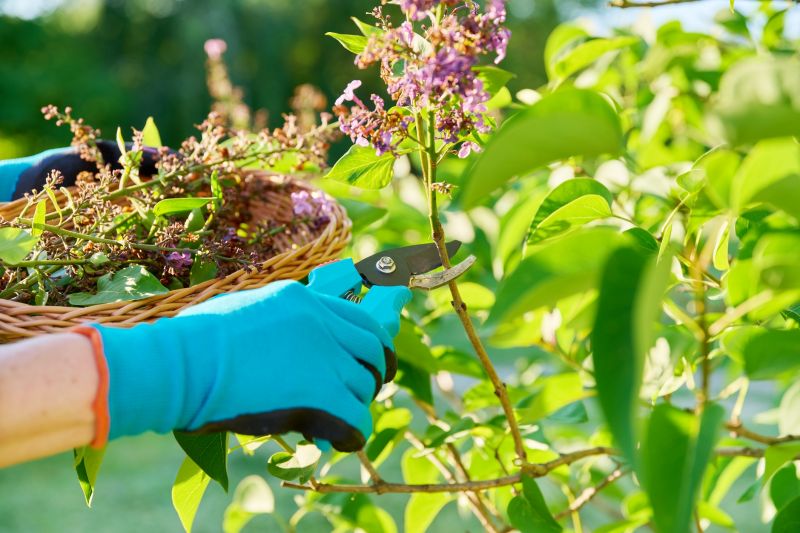 Lilac Trimming Service in Honolulu, HI
