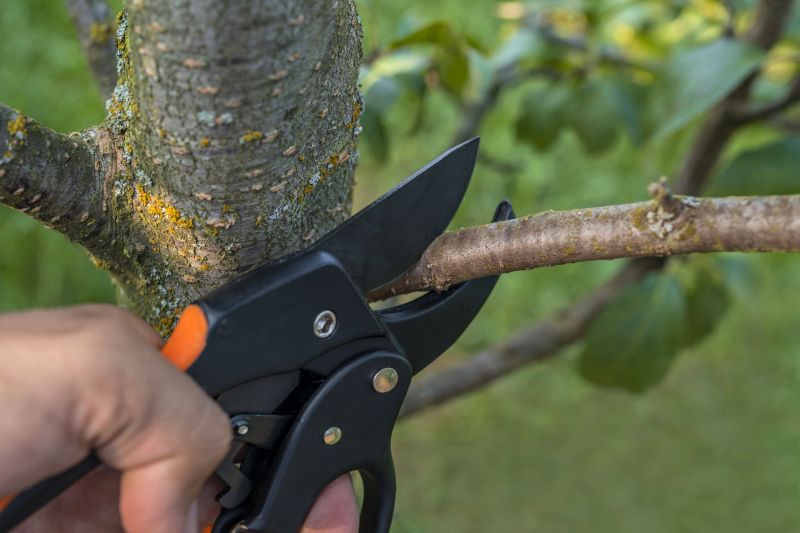 Limb Pruning in San Jose, CA