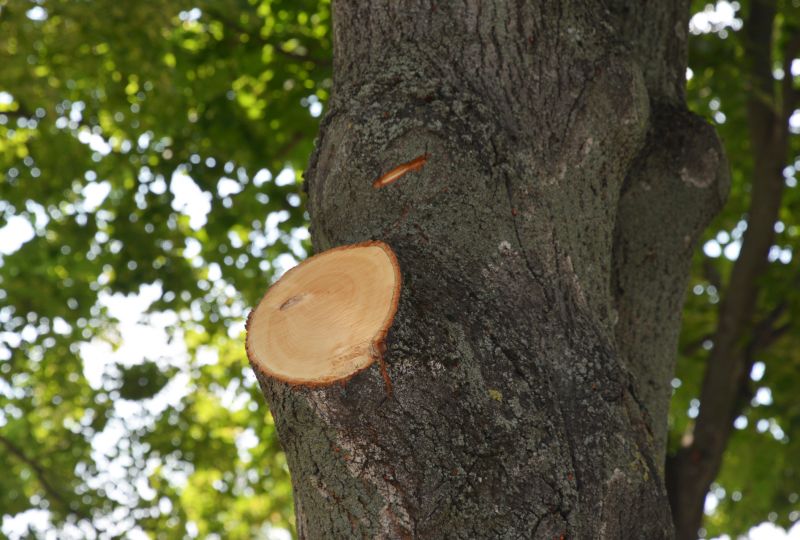 Limb Pruning in Doylestown, PA