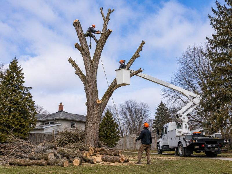 Maple Tree Removal in San Jose, CA