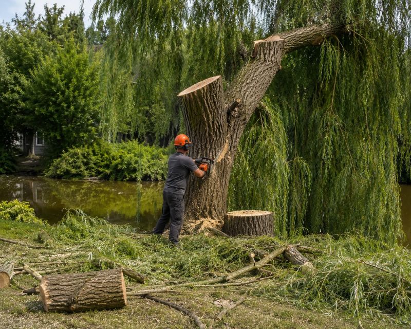 Maple Tree Removal in San Jose, CA
