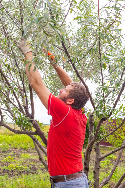 Oak Tree Pruning in San Jose, CA