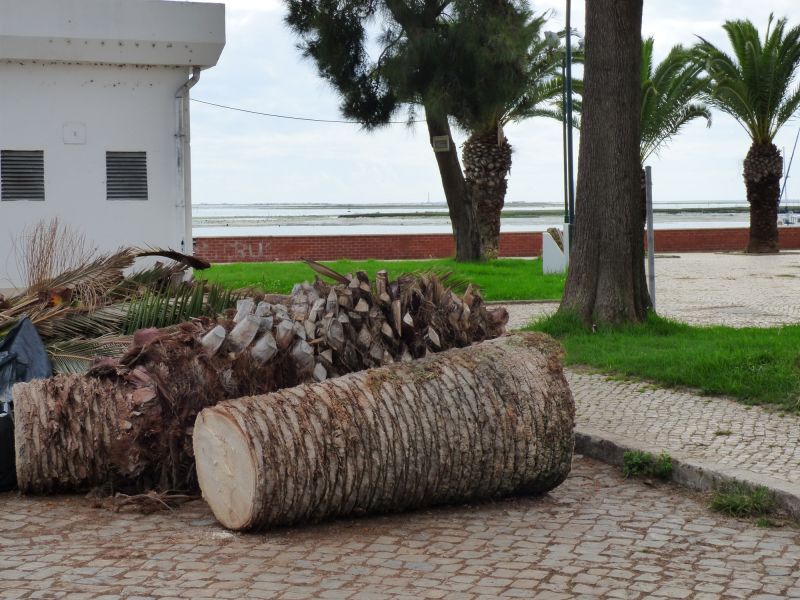 Palm Tree Removal in Pottstown, PA