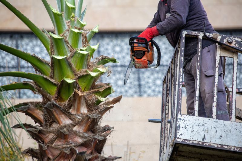 Palm Tree Trimming in Pottstown, PA