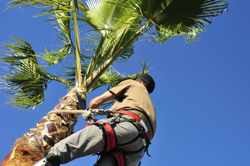 Palm Tree Trimming in Pottstown, PA