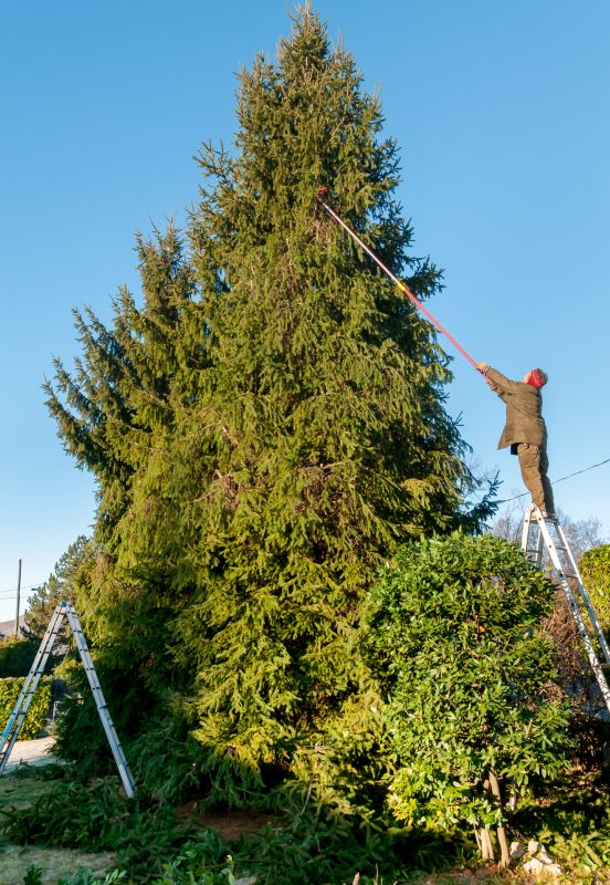 Palm Tree Trimming in Doylestown, PA