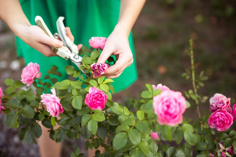 Rose Bush Pruning in Rockwall, TX