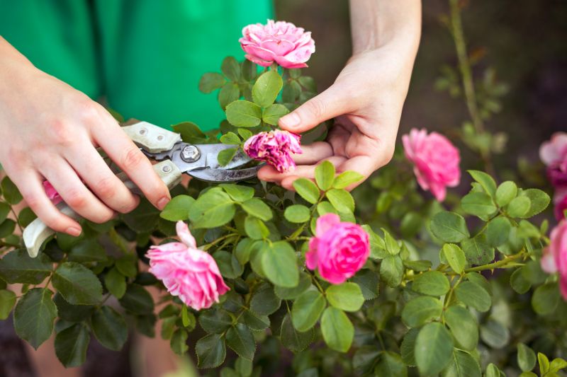 Rose Bush Pruning in Rockwall, TX