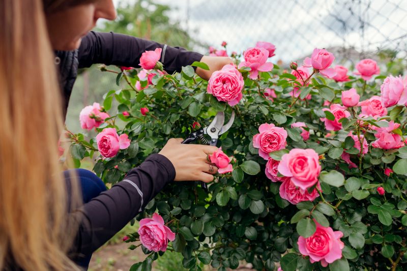 Rose Bush Pruning in Ventura County, CA