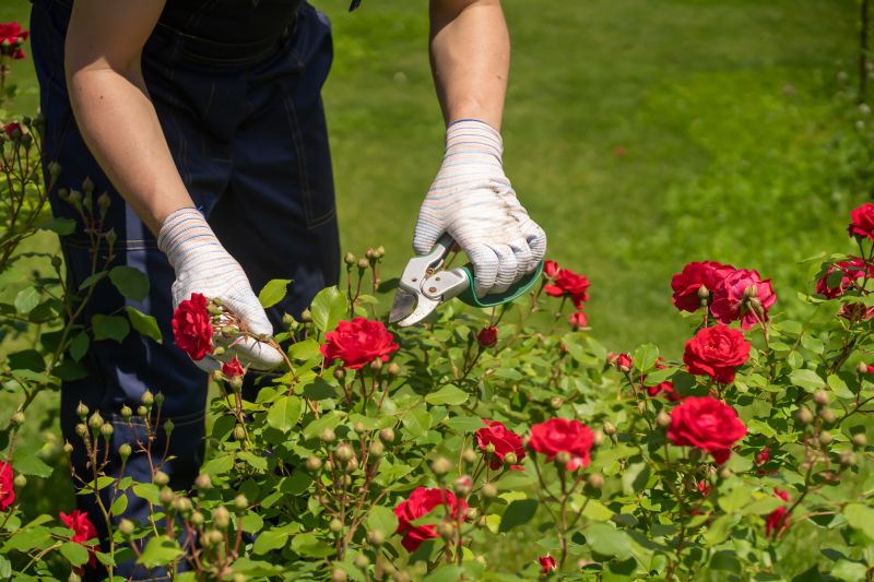 Rose Bush Pruning in Ventura County, CA