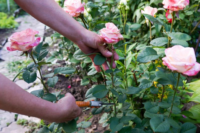 Rose Bush Pruning in Aiken, SC