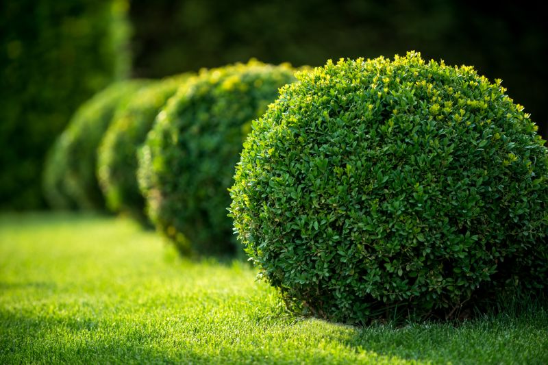 Shrub Shaping in Aiken, SC