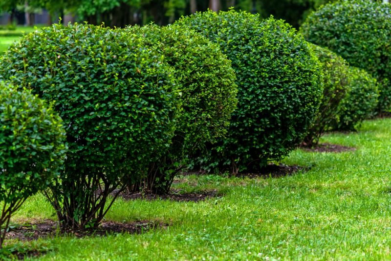 Pruning Shrubs Near Walkways