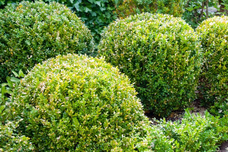 Lush Green Shrubs