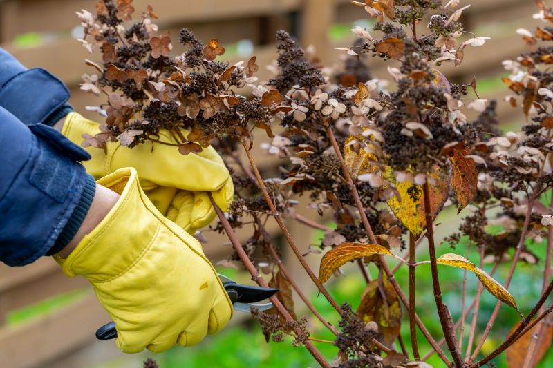 Shrubs Removal in Ventura County, CA