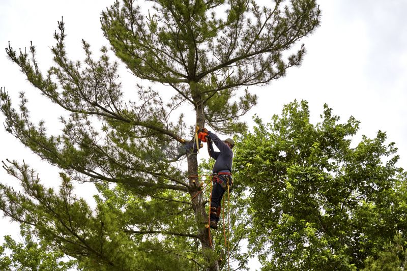 Spruce Tree Removal in San Jose, CA