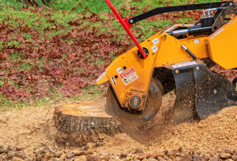 Stump Grinding Service in Calvert County, MD