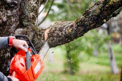 Tree Branch Cutting in Reno, NV
